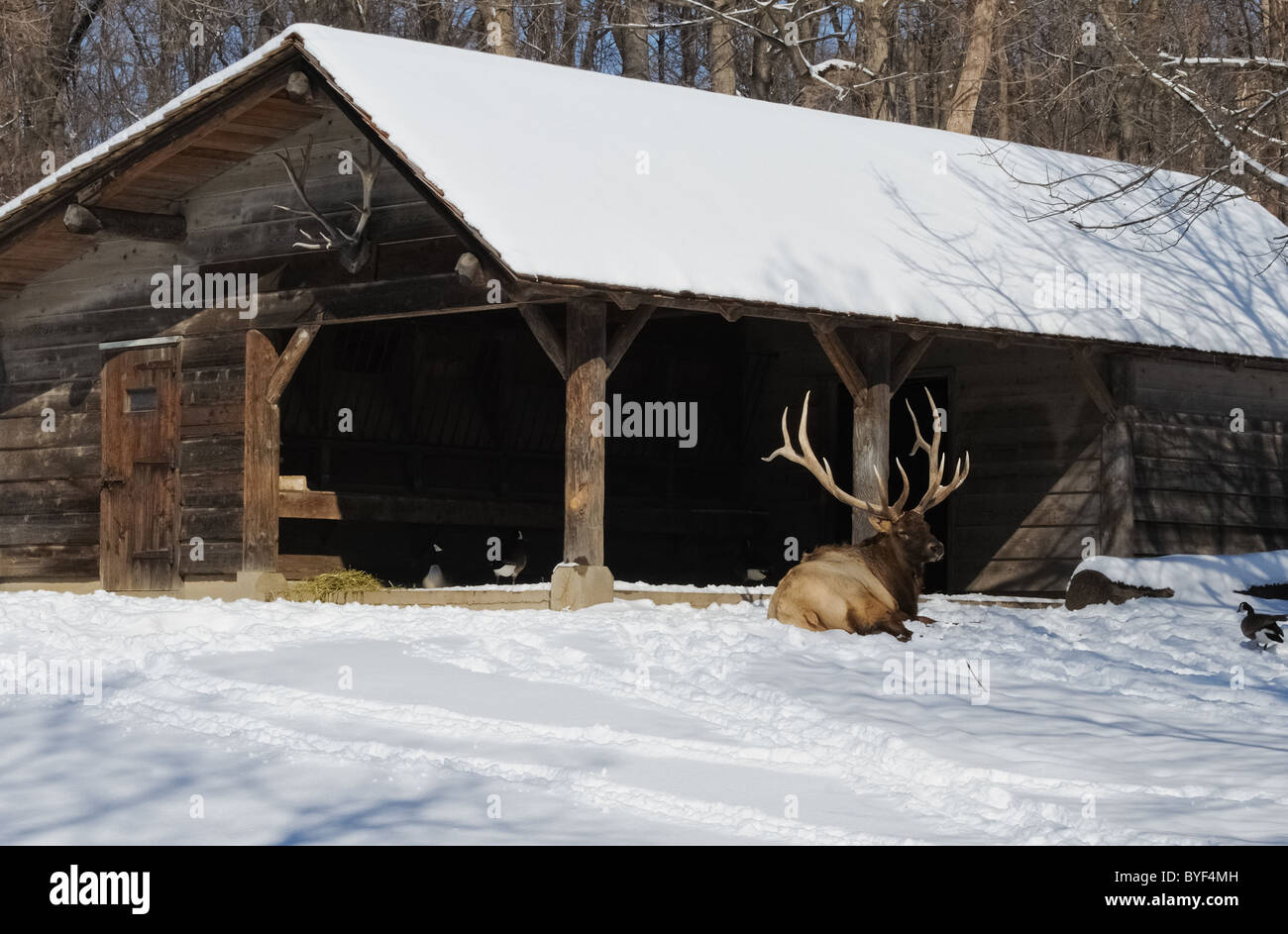 An elk rests in front of a cottage with antlers hanging over the doorway in the middle of winter. Stock Photo