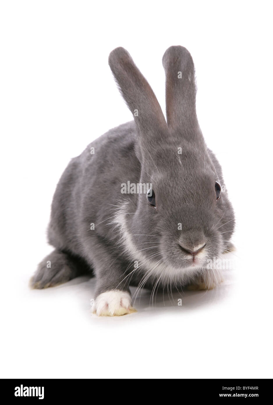 Sierra Blue Rabbit silver blue rabbit laying studio Stock Photo - Alamy