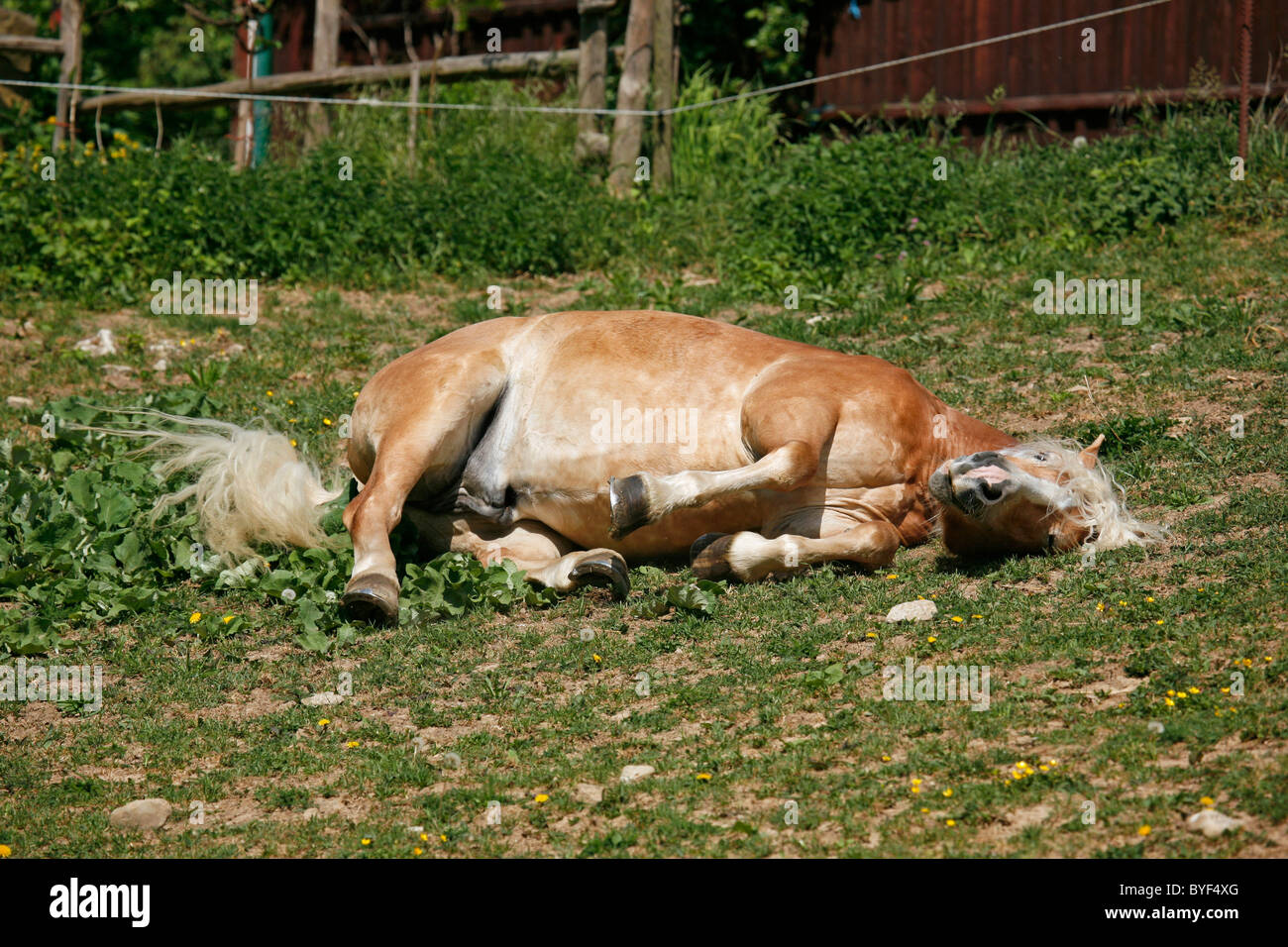 sich wälzender Haflinger / wallowing horse Stock Photo