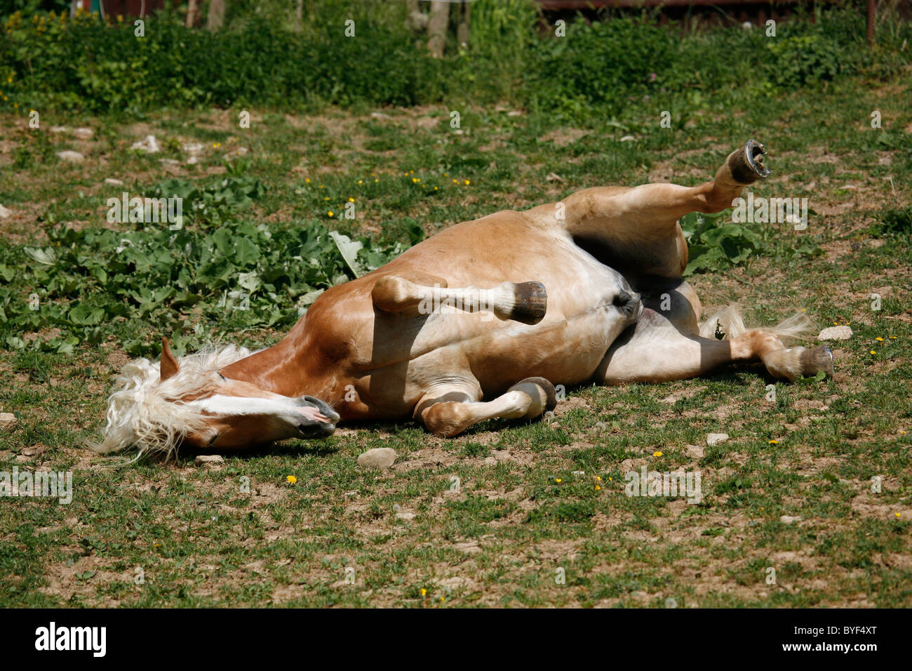 sich wälzender Haflinger / wallowing horse Stock Photo
