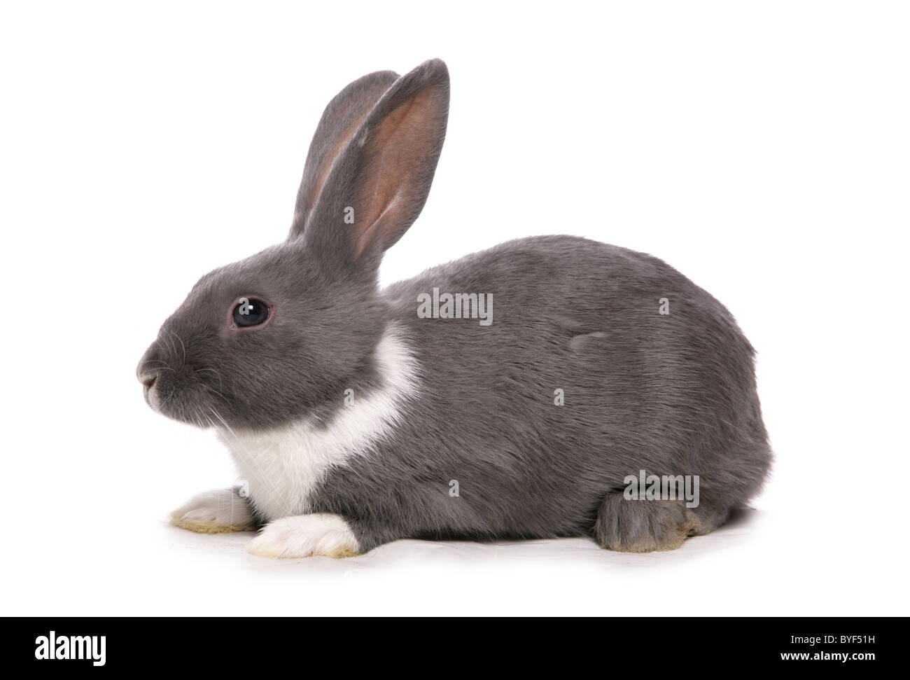 silver blue rabbit laying studio Stock Photo - Alamy