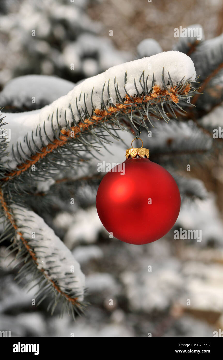 Snowy Christmas Tree Branch