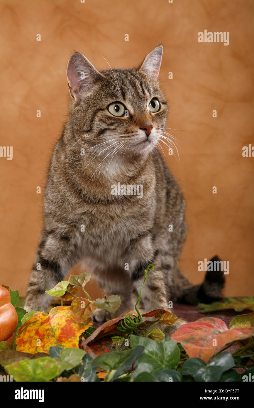 getigerte Katze / cat Stock Photo