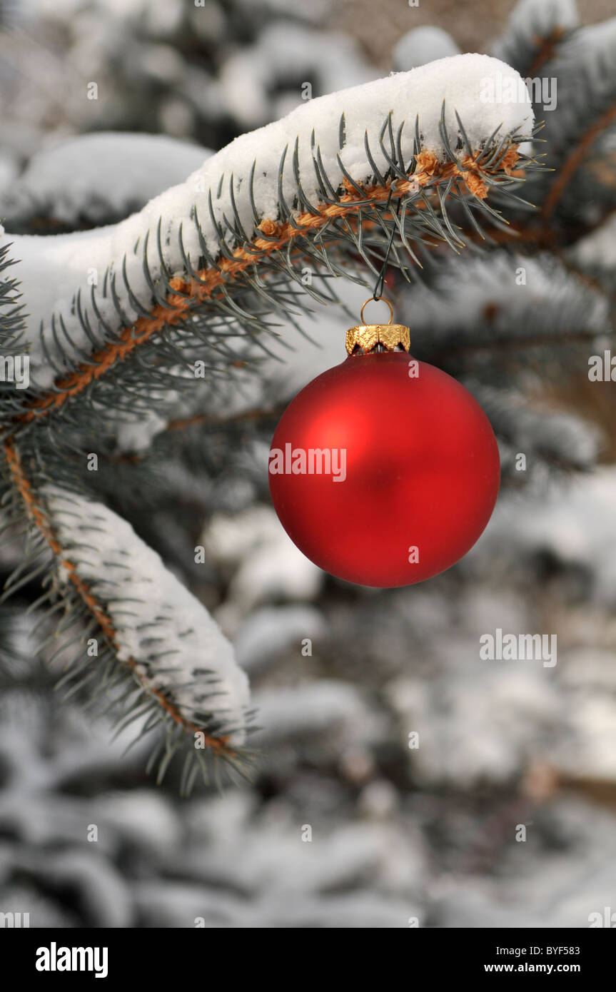 Red Christmas ornament on snowy tree branch Stock Photo - Alamy