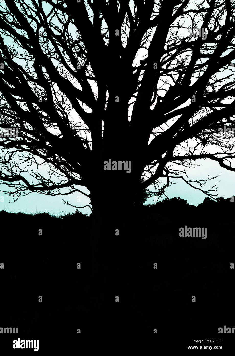 Silhouette of tree against sky Stock Photo - Alamy