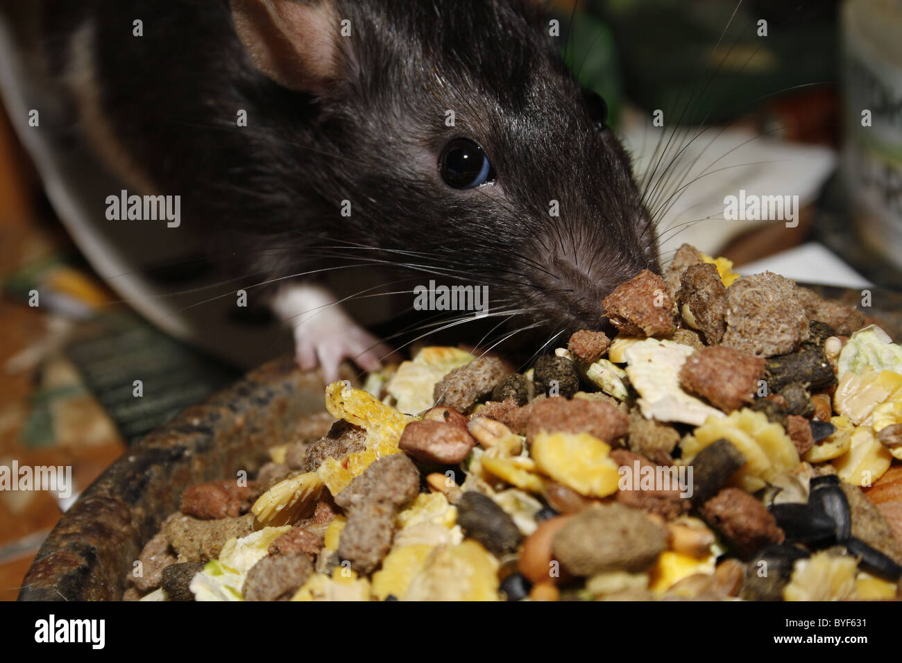 rat eating food Stock Photo - Alamy