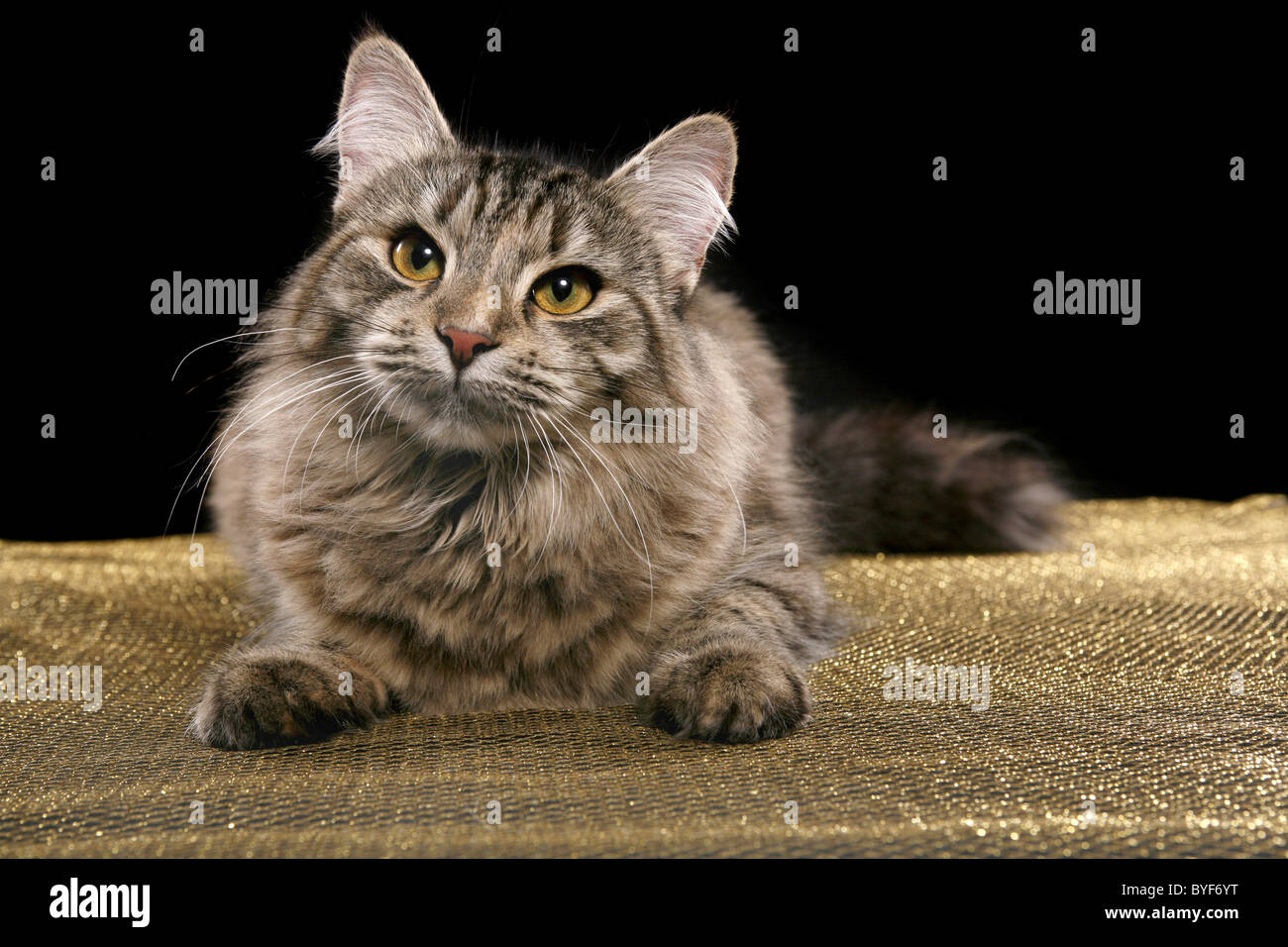 Sibirische Katze / Siberian Cat Stock Photo
