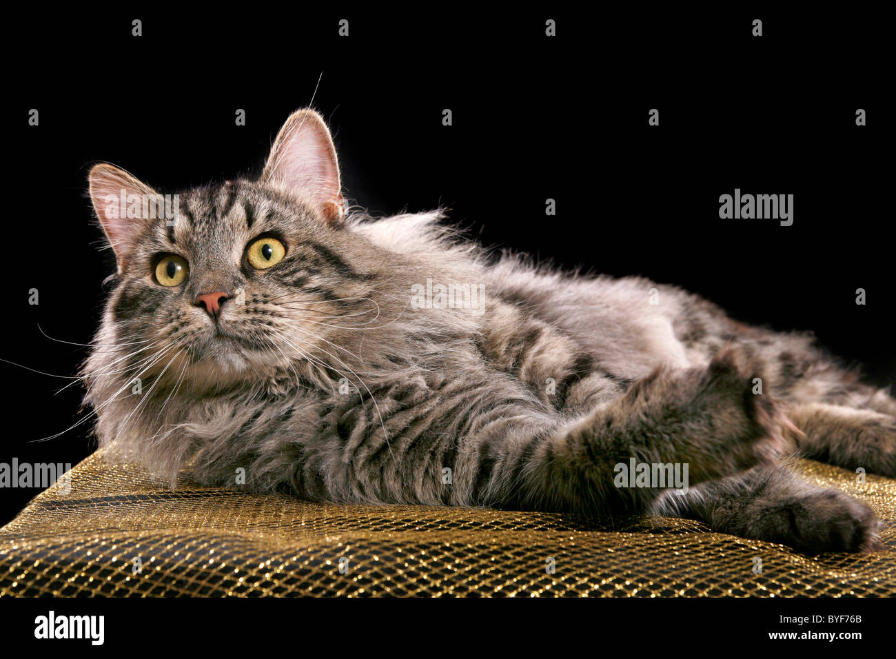 Sibirischer Kater / Siberian tomcat Stock Photo