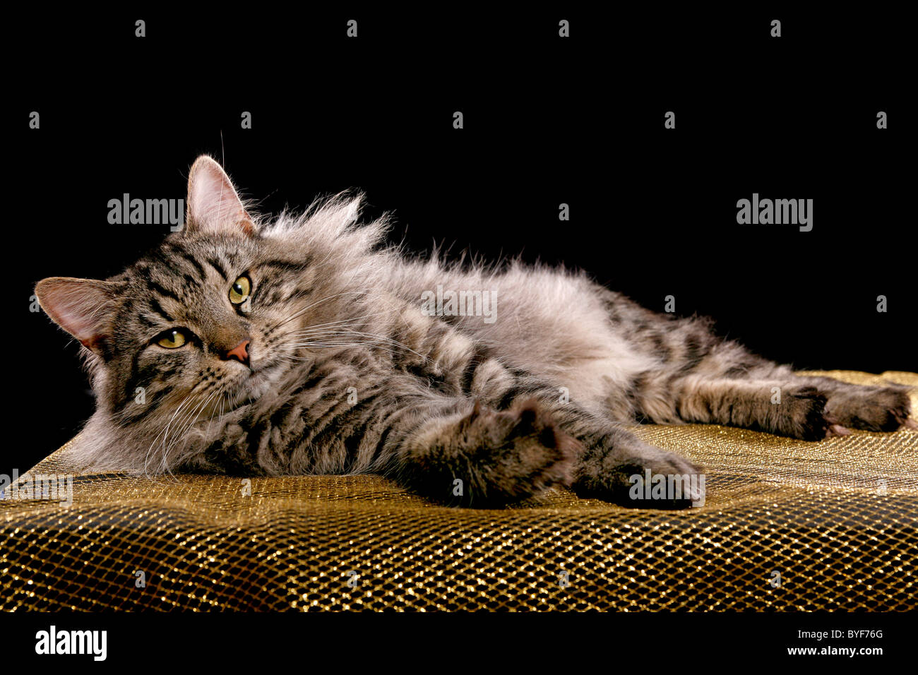 Sibirischer Kater / Siberian tomcat Stock Photo