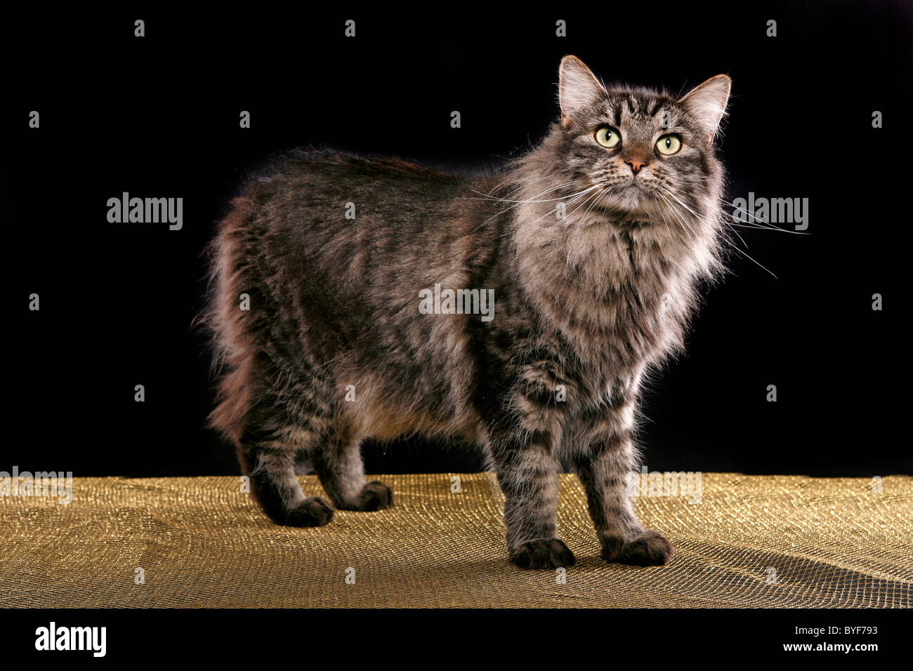 Sibirische Katze / Siberian Cat Stock Photo