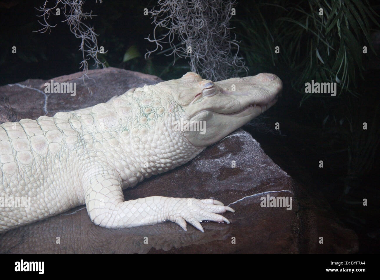 Albino alligator at the Aquarium, Atlanta Stock Photo Alamy