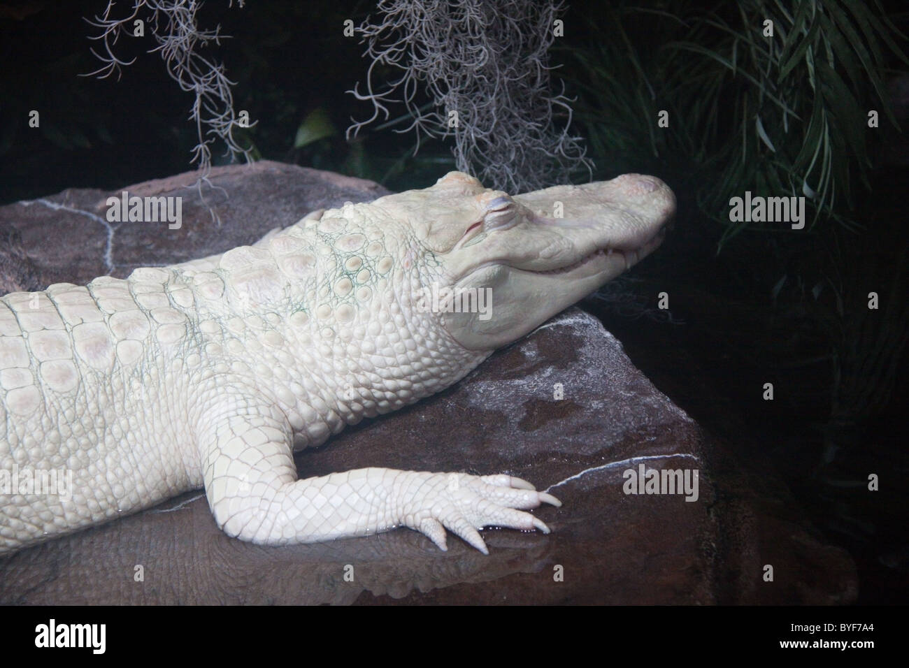 Albino alligator at the Georgia Aquarium, Atlanta Stock Photo
