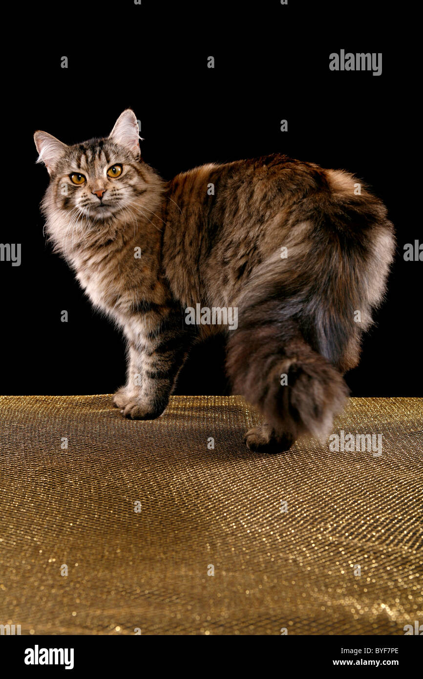 Sibirische Katze / Siberian Cat Stock Photo