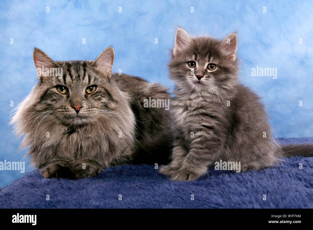 Blue mackerel tabby hires stock photography and images Alamy