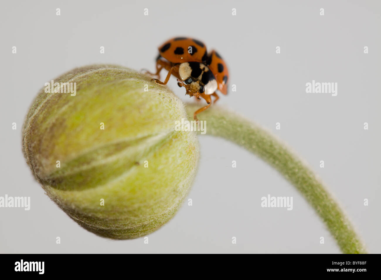 A Ladybird (Coccinellidae) sits proudly on a Japanese Anemone bud with a plain white background. Stock Photo