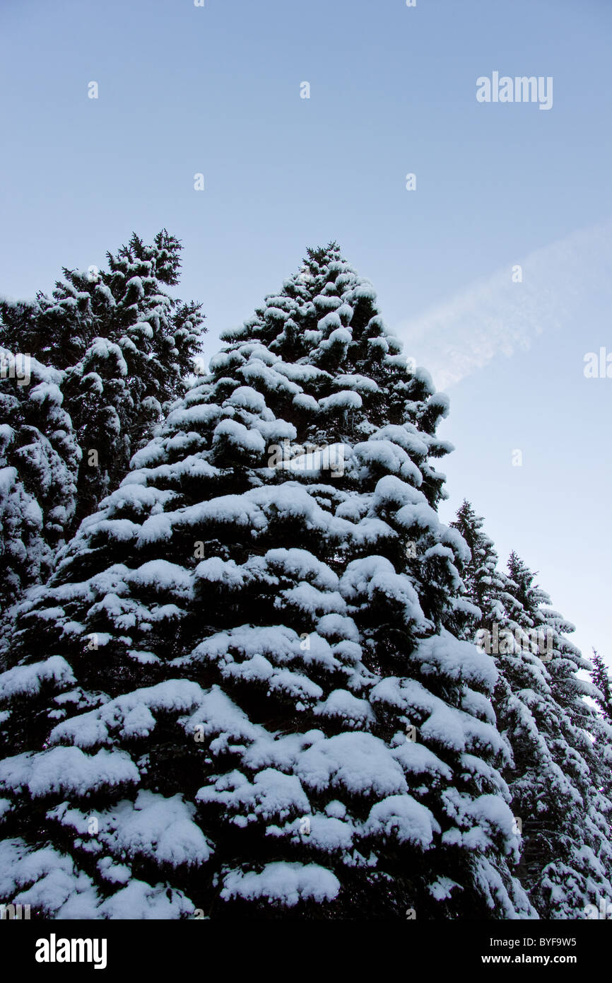 Pine trees covered in snow Stock Photo - Alamy