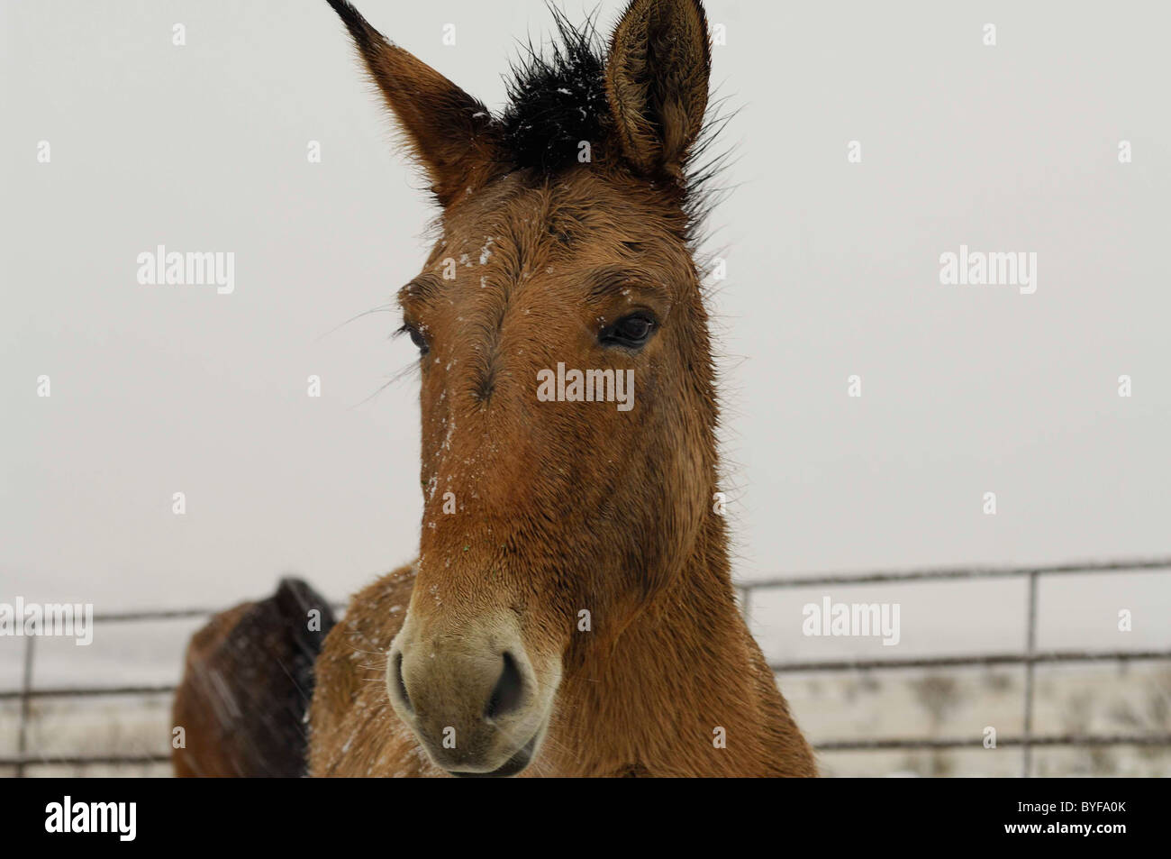 Mule, Salmon, Idaho Stock Photo Alamy