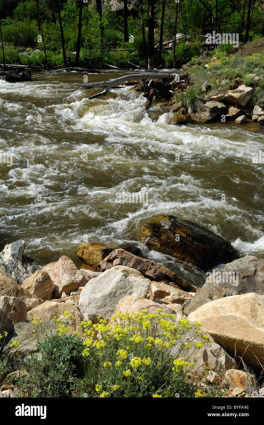 Panther Creek, Wildflowers, Salmon, Idaho Stock Photo Alamy