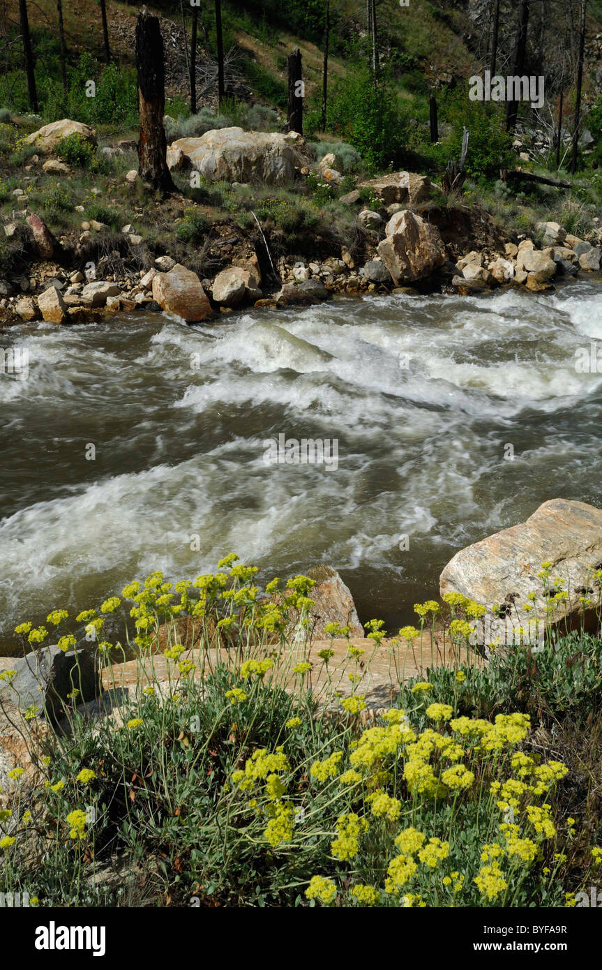 Panther Creek, Wildflowers, Salmon, Idaho Stock Photo Alamy