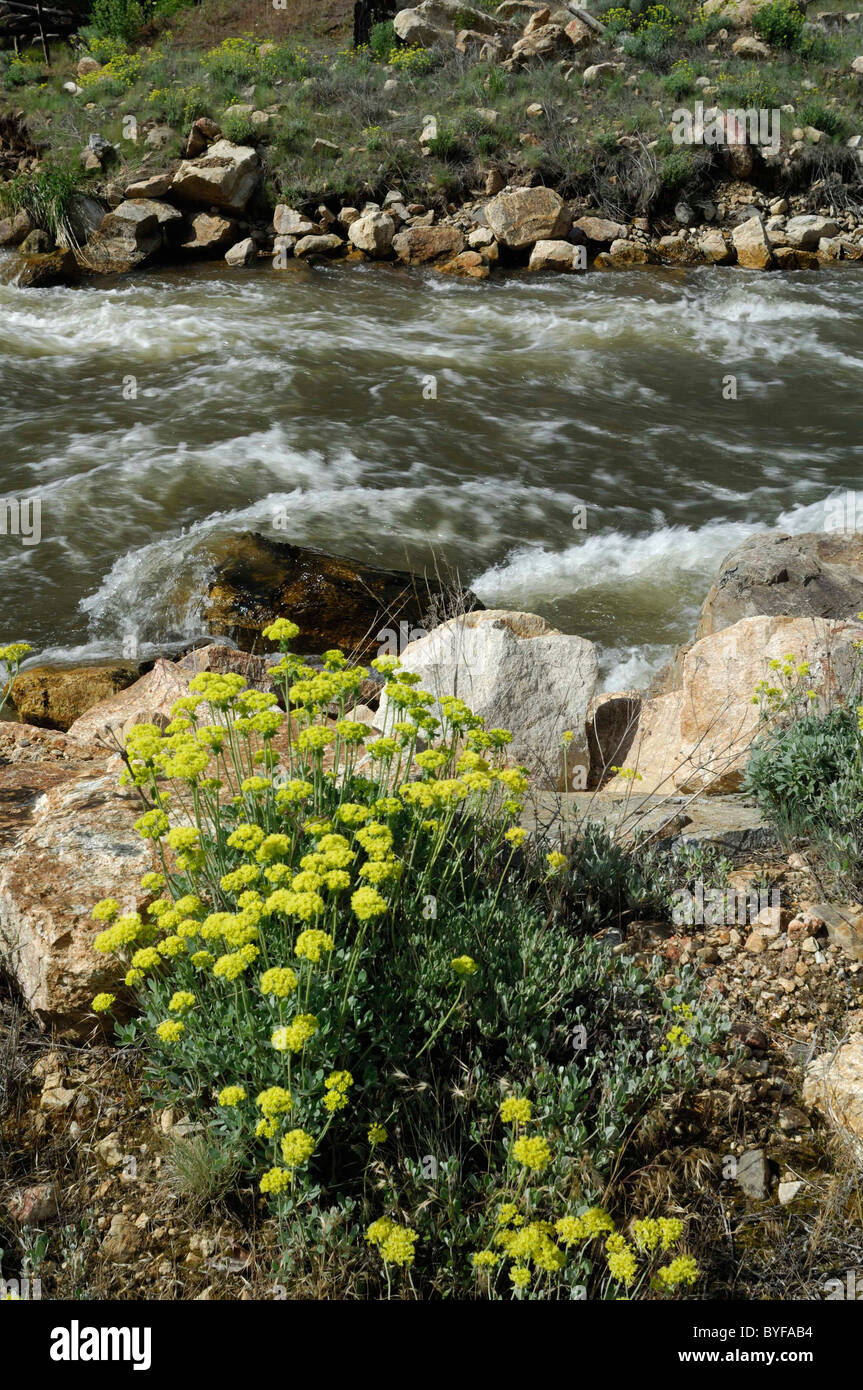 Panther Creek, Wildflowers, Salmon, Idaho Stock Photo