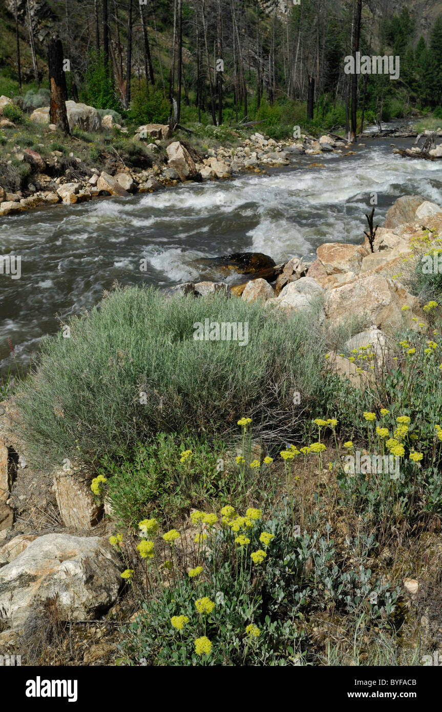Panther Creek, Wildflowers, Salmon, Idaho Stock Photo Alamy