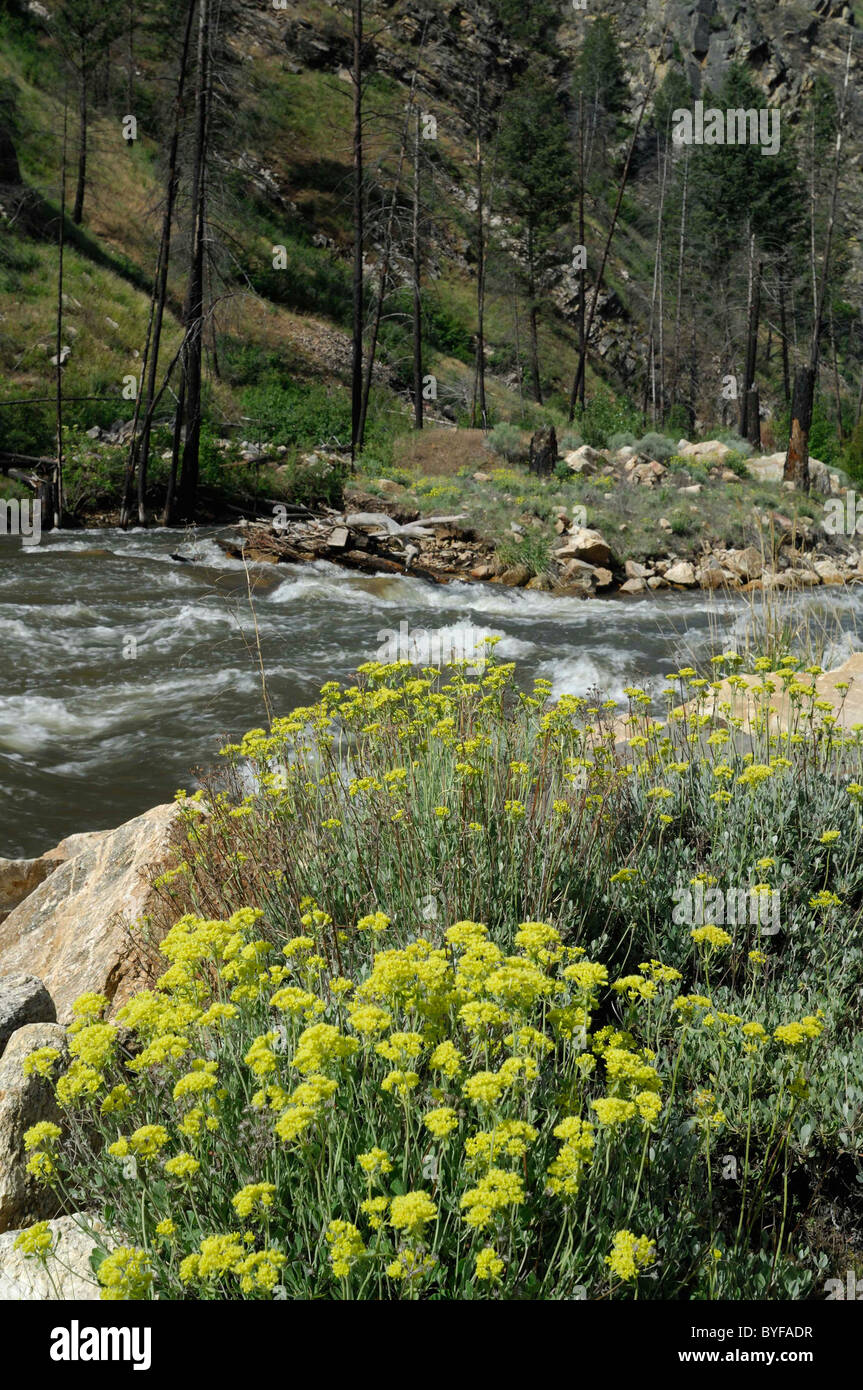 Panther Creek, Wildflowers, Salmon, Idaho Stock Photo Alamy