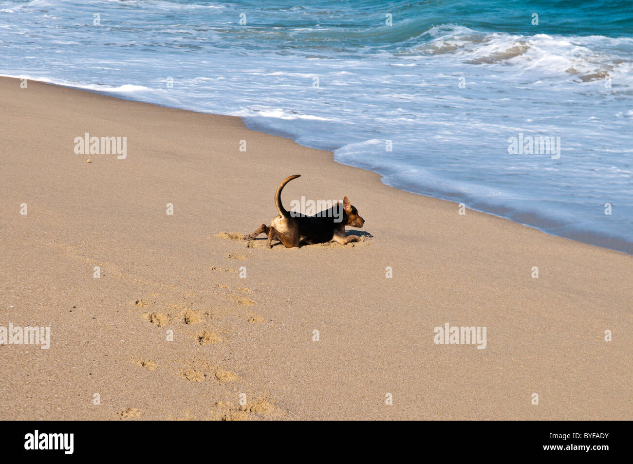 Peso the dog on the beach at Distilideros, Baja California Sur, Mexico Stock Photo