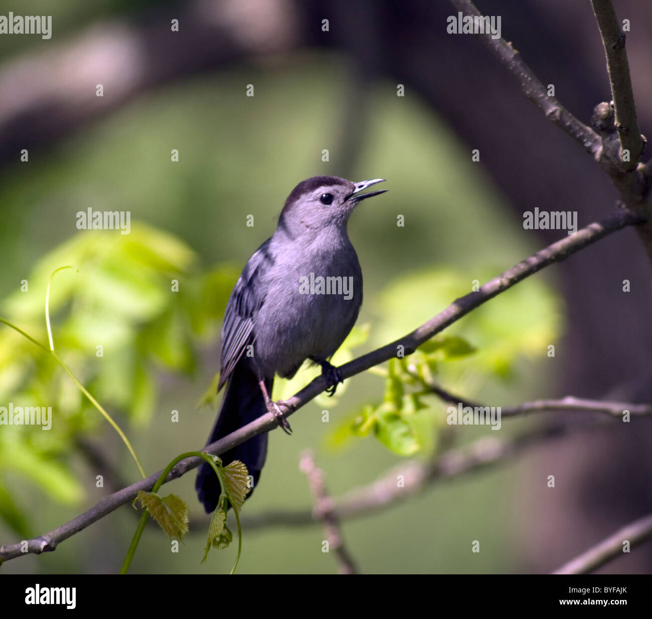 Catbird singing on branch Stock Photo