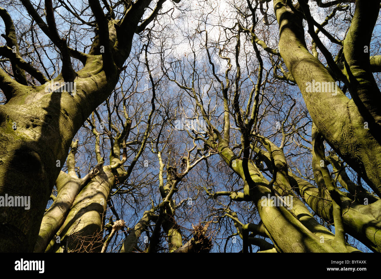 European Beech trees in Lancashire. Stock Photo