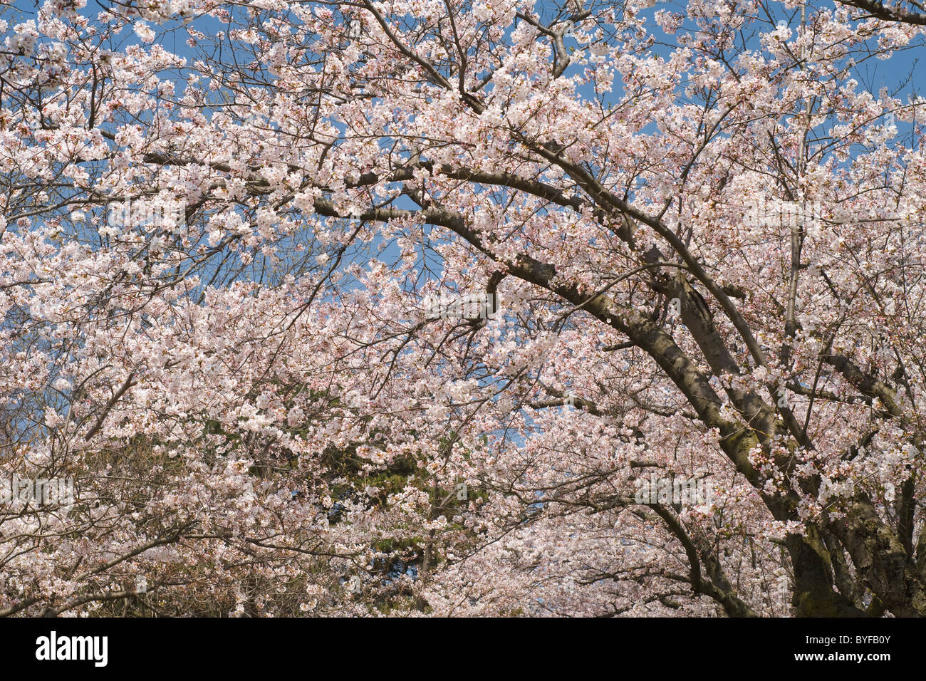 View through flowering Japanese Cherry Blossom Trees during Hanami. Stock Photo