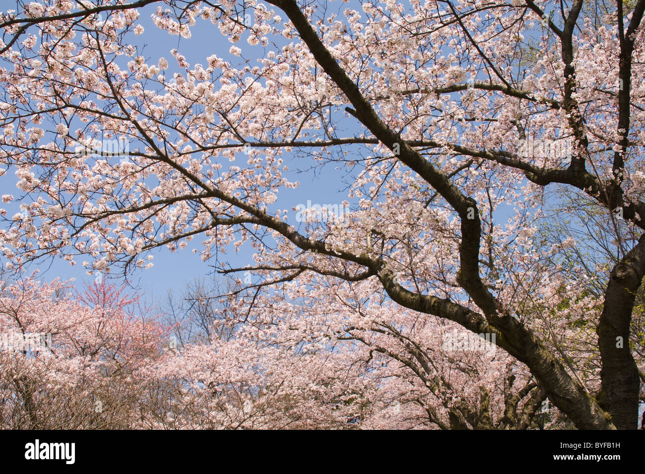 View through flowering Japanese Cherry Blossom Trees during Hanami. Stock Photo