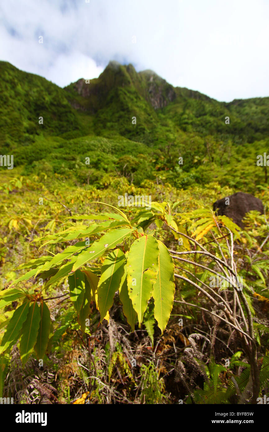 Mt liamuiga volcano hires stock photography and images Alamy