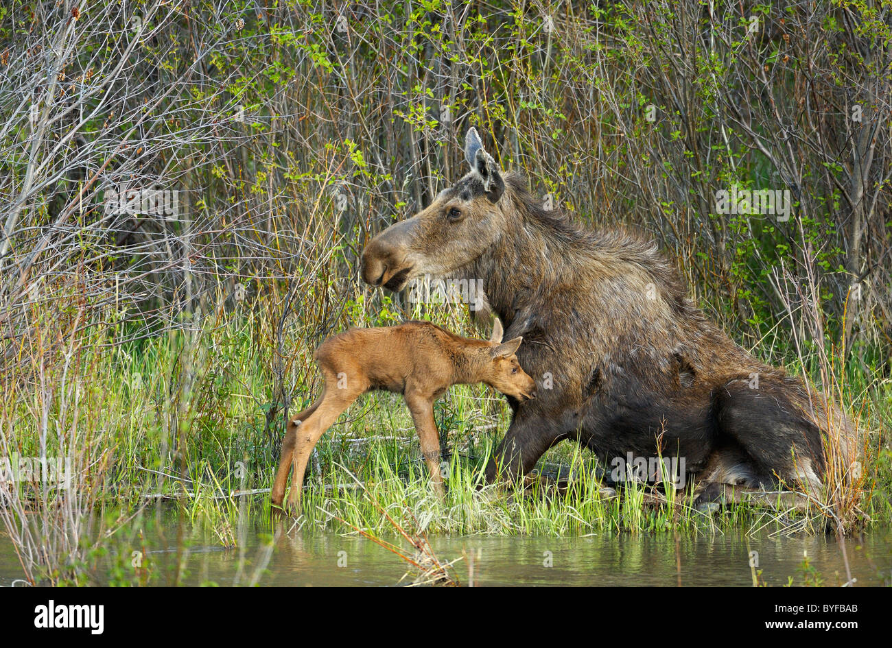Mother Moose with her newborn calf. Stock Photo