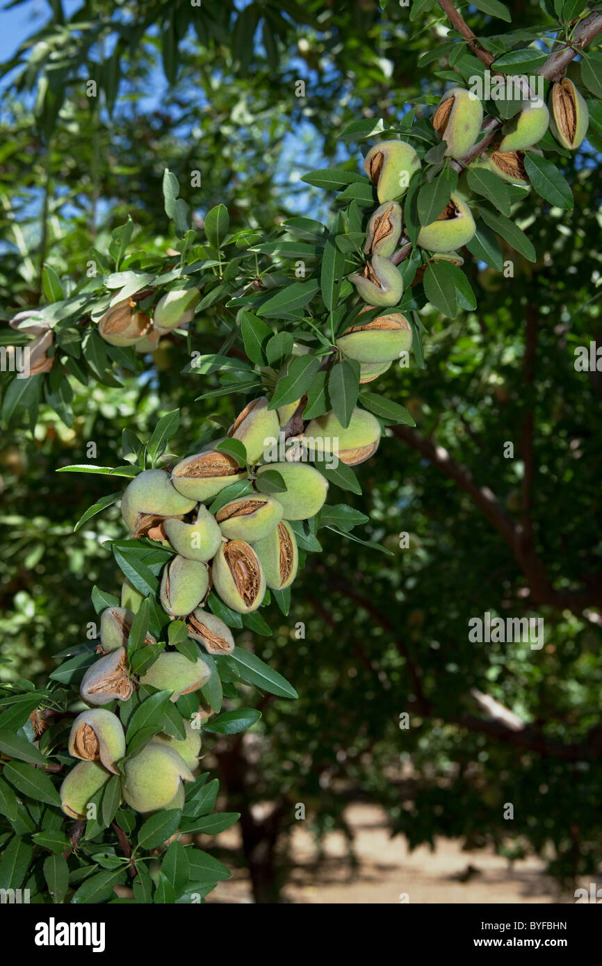Almond trees leaves hires stock photography and images Alamy