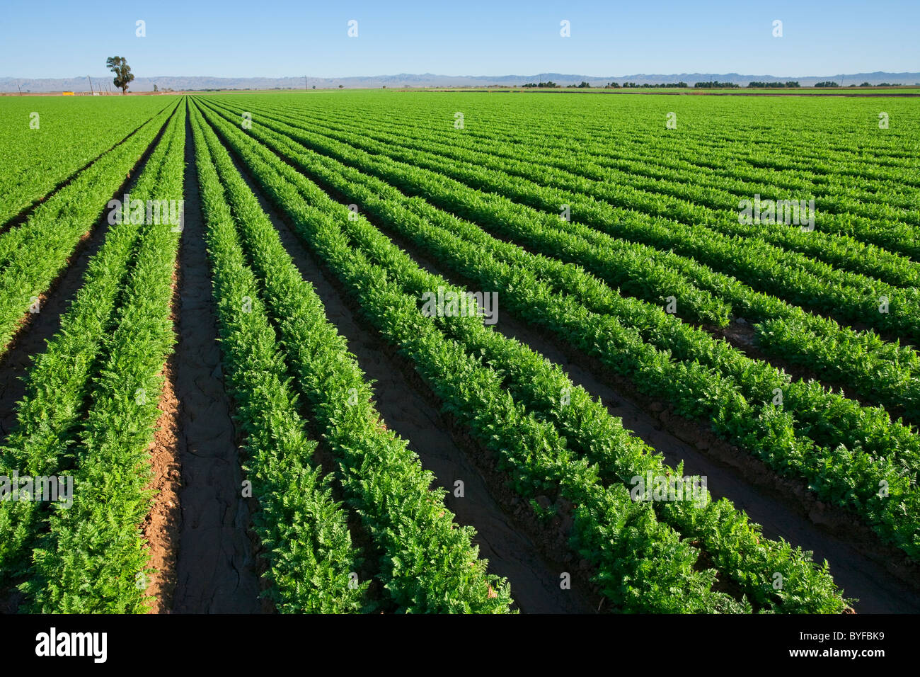Agriculture Field of healthy maturing carrots / Imperial Valley