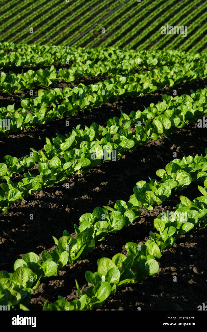 Agriculture - Rows of immature Romaine lettuce in a rolling field ...