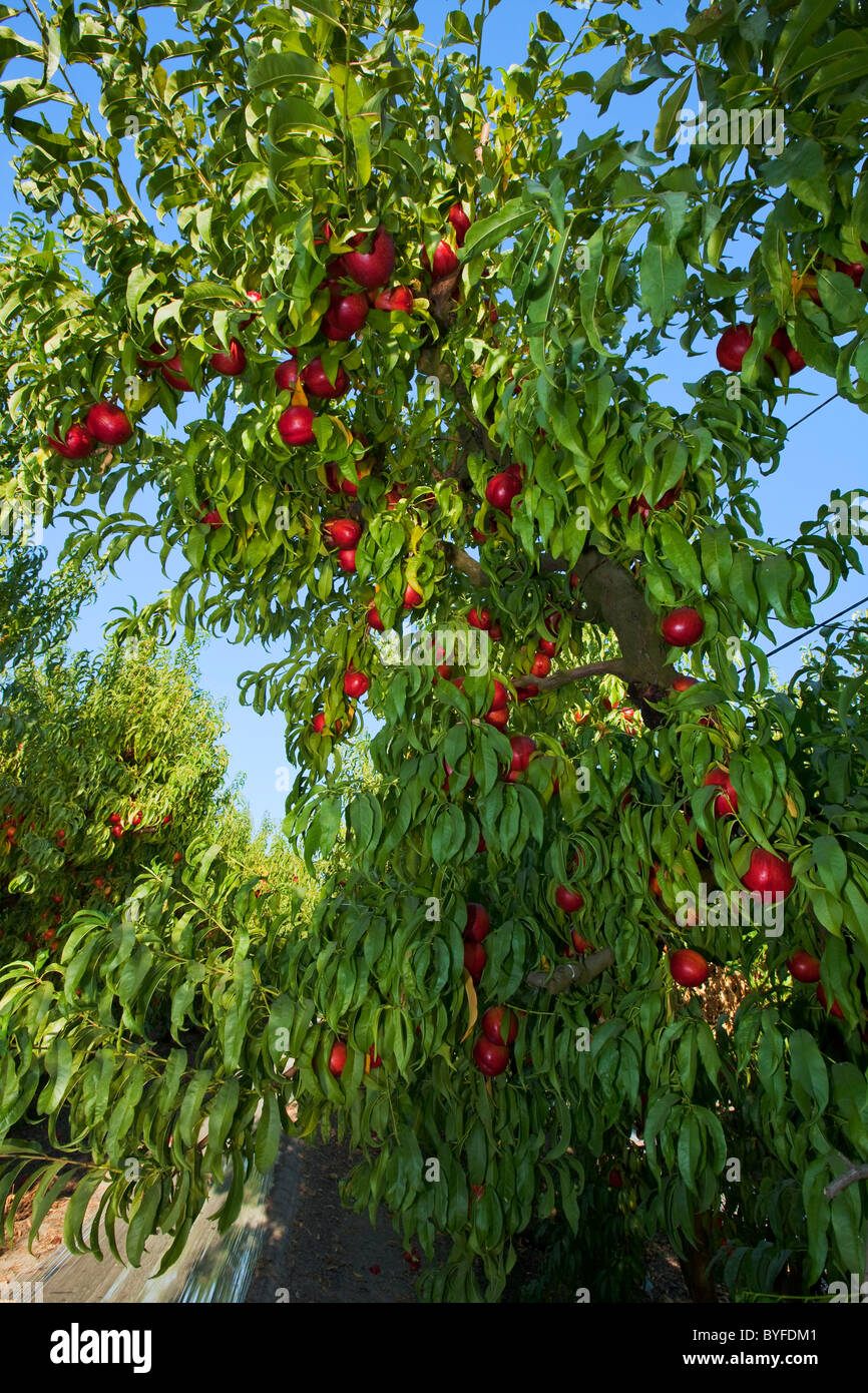 Nectarine Tree High Resolution Stock Photography and Images Alamy