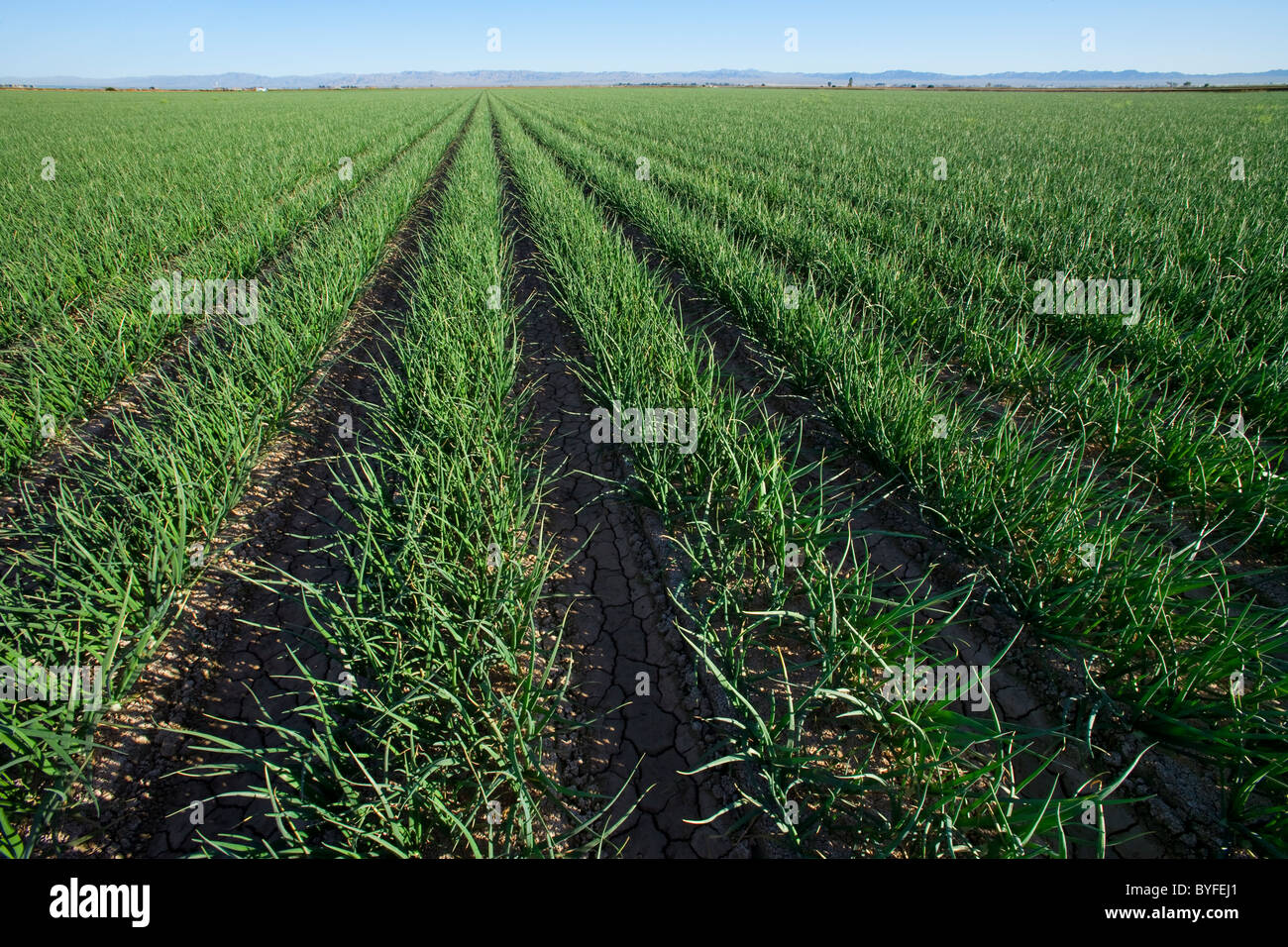 Mid growth onions hi-res stock photography and images - Alamy