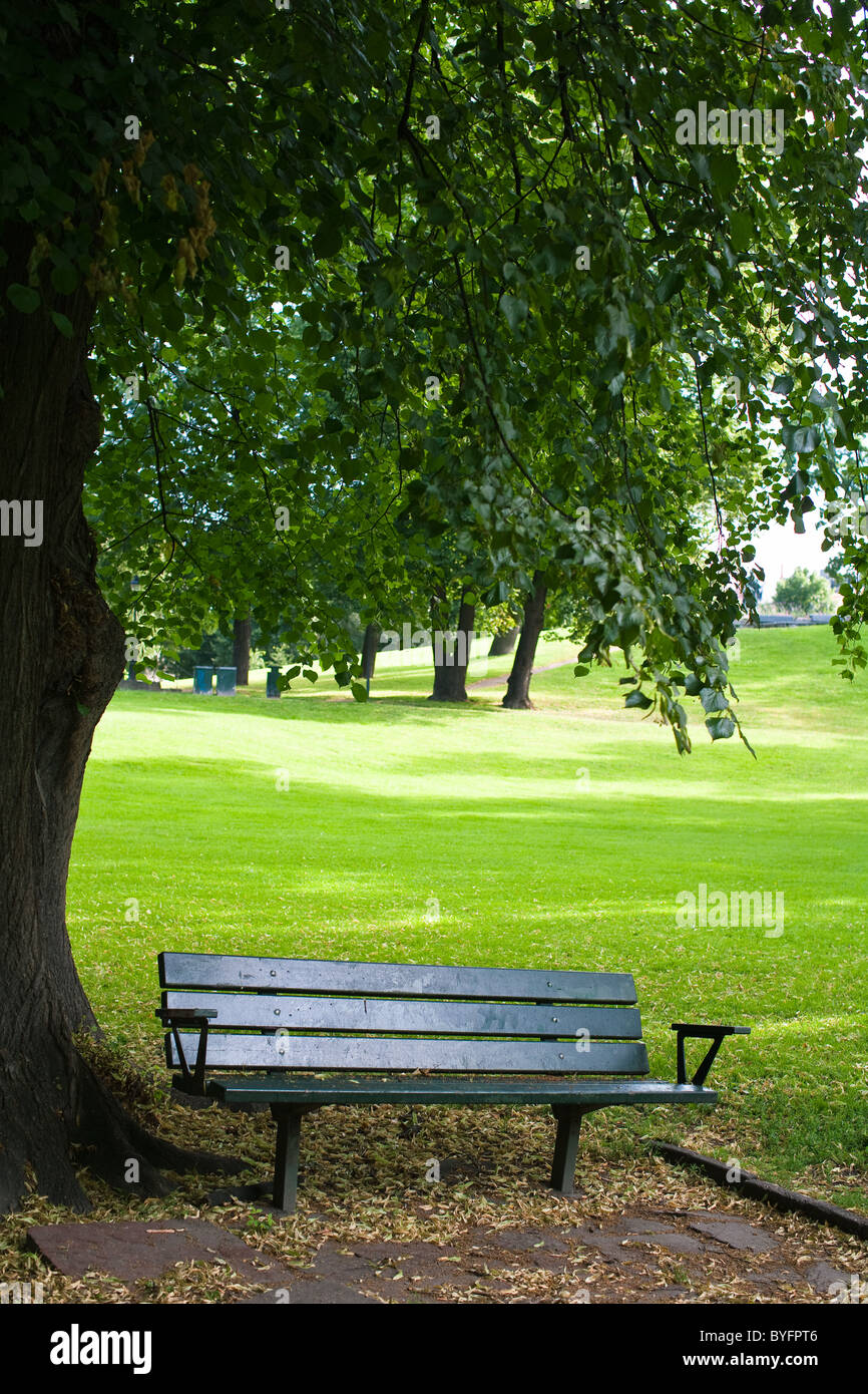 park bench tree