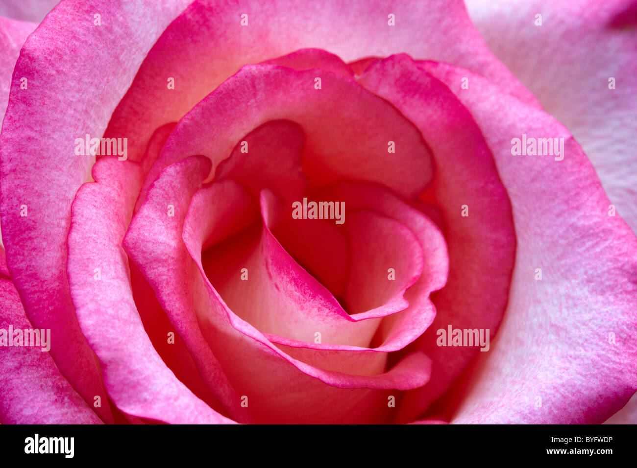 Close up of a pink and white rose Stock Photo - Alamy