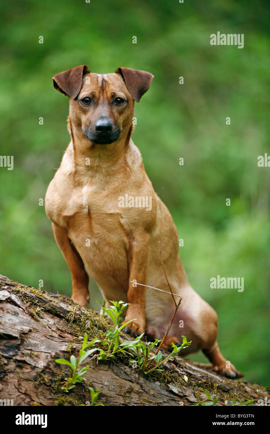 Brauner Hund Stock Photos &amp; Brauner Hund Stock Images Alamy