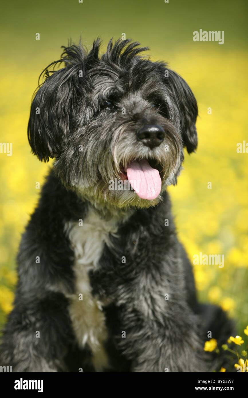 Hund im Blumenmeer / dog in flowers Stock Photo