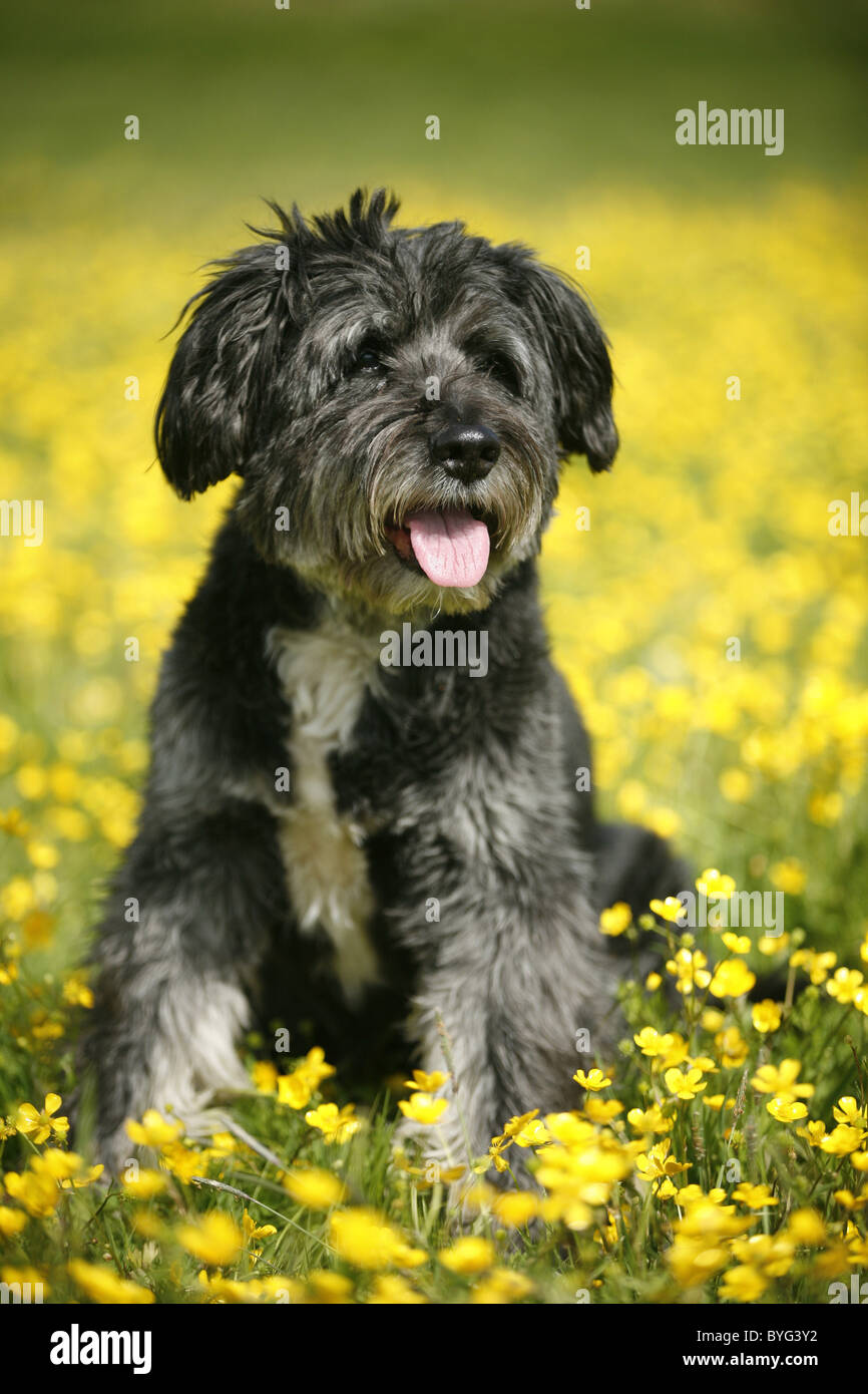 Zottelig Hund High Resolution Stock Photography and Images - Alamy