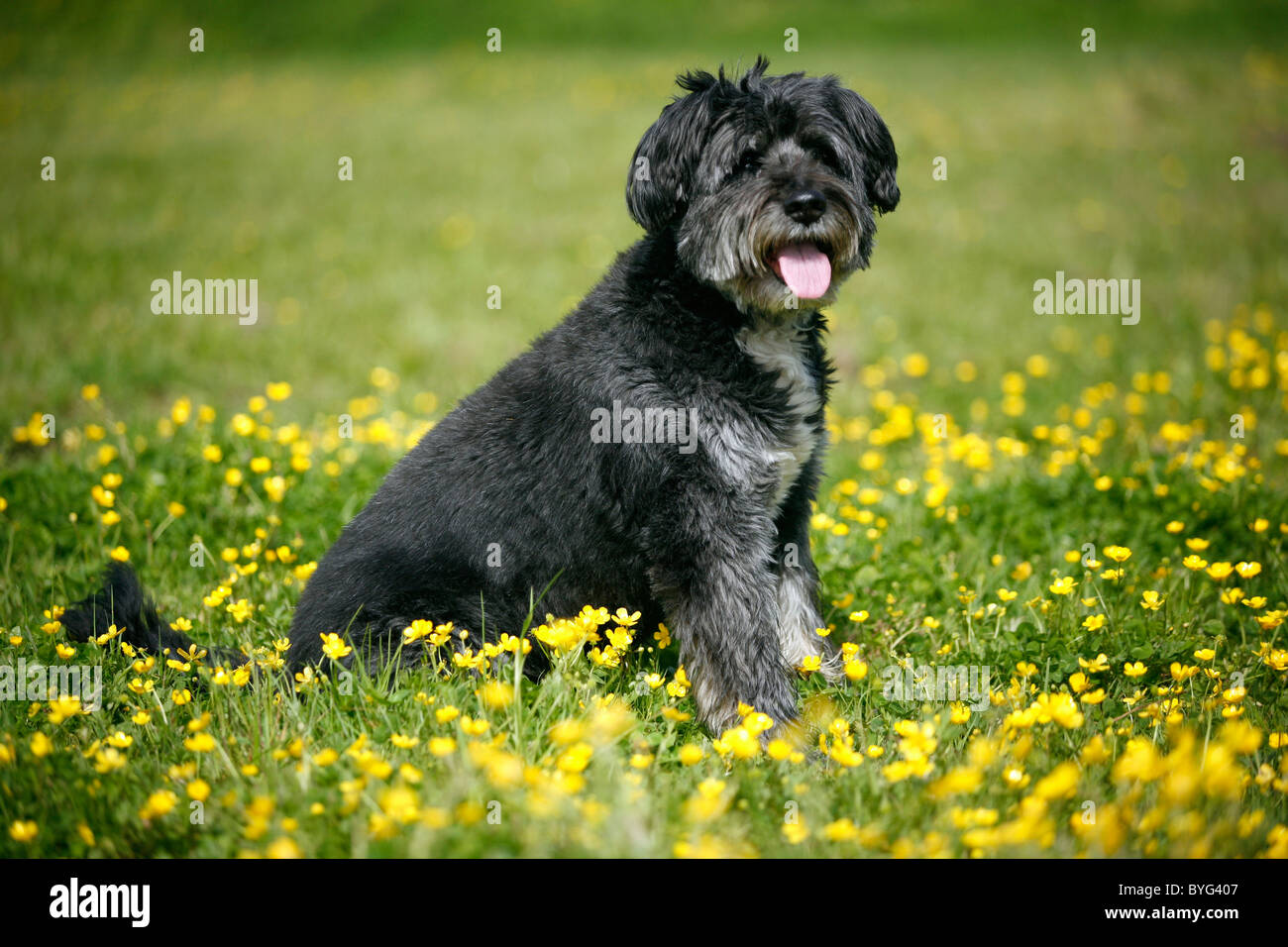 Dog in flowers hires stock photography and images Alamy