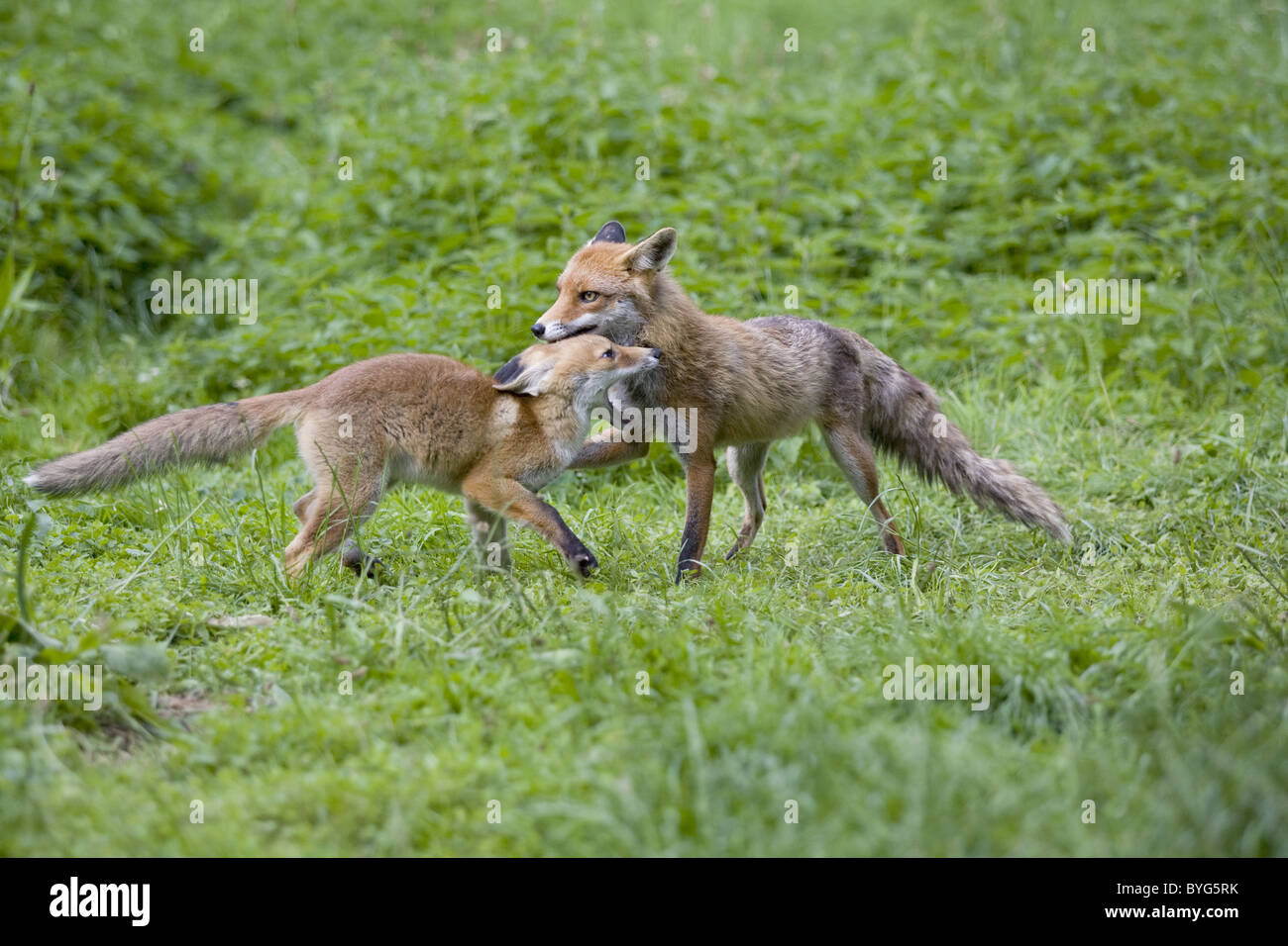 Foxes mating hires stock photography and images Alamy
