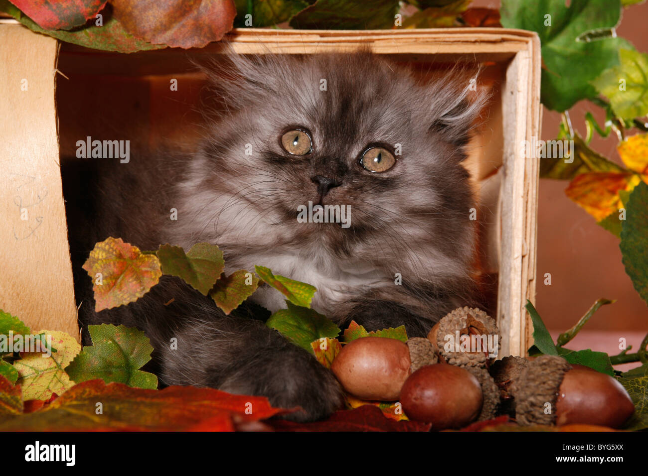 Highland Fold Kitten Stock Photo - Alamy