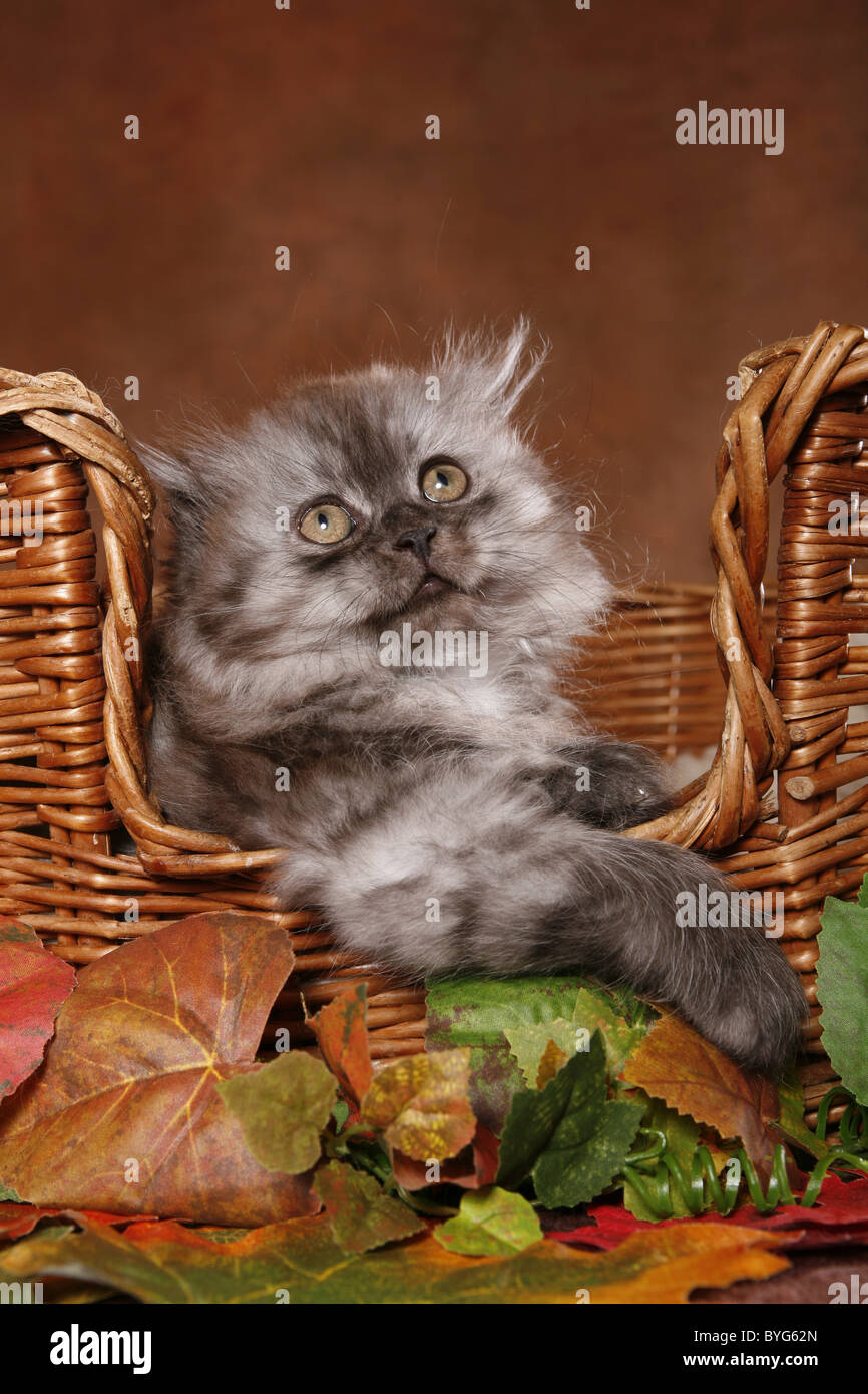 Highland Fold Kitten Stock Photo - Alamy