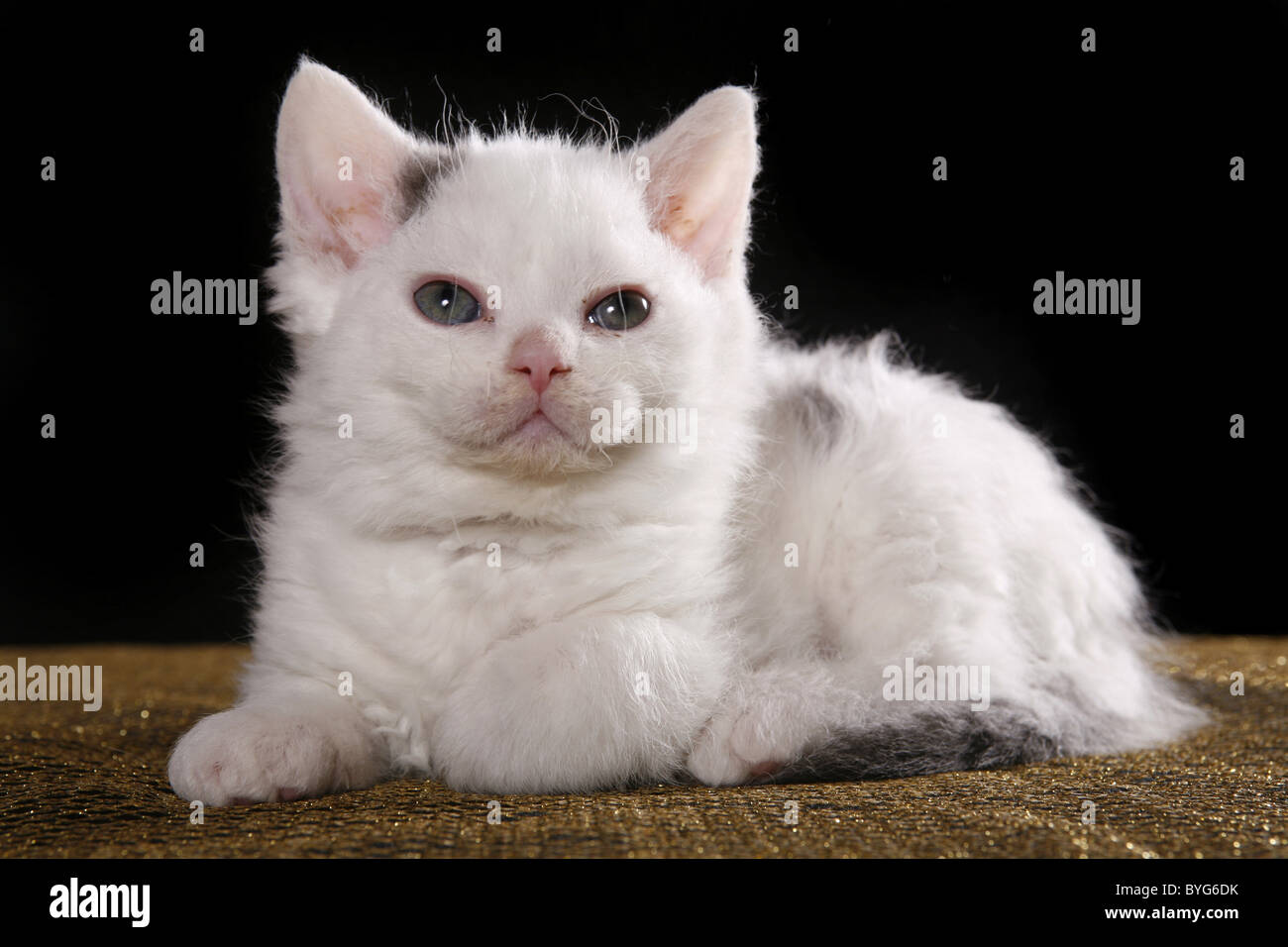 Selkirk Rex Kitten Stock Photo Alamy