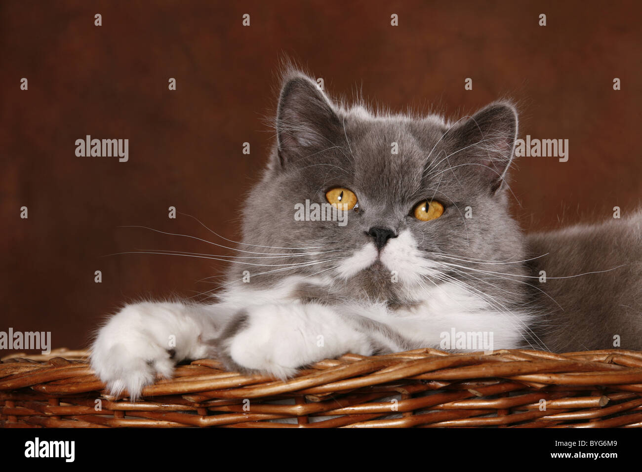 Highlander longhaired cat hi-res stock photography and images - Alamy