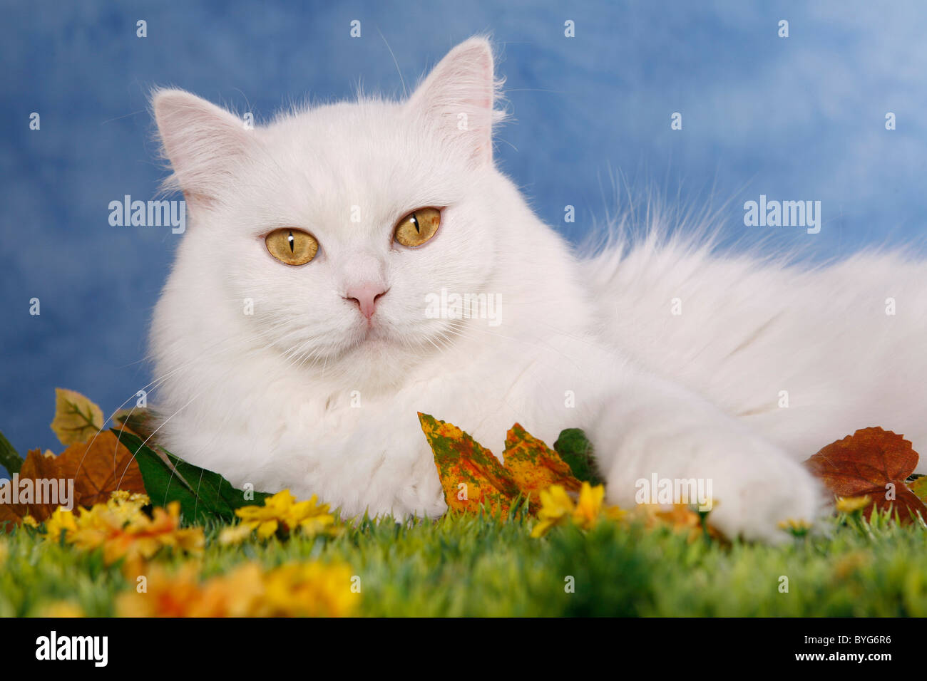 Highlander longhaired cat hi-res stock photography and images - Alamy